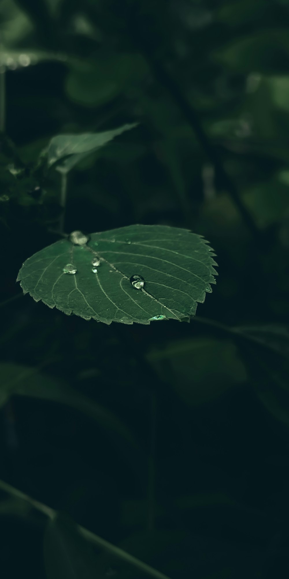 green leaf with water droplets