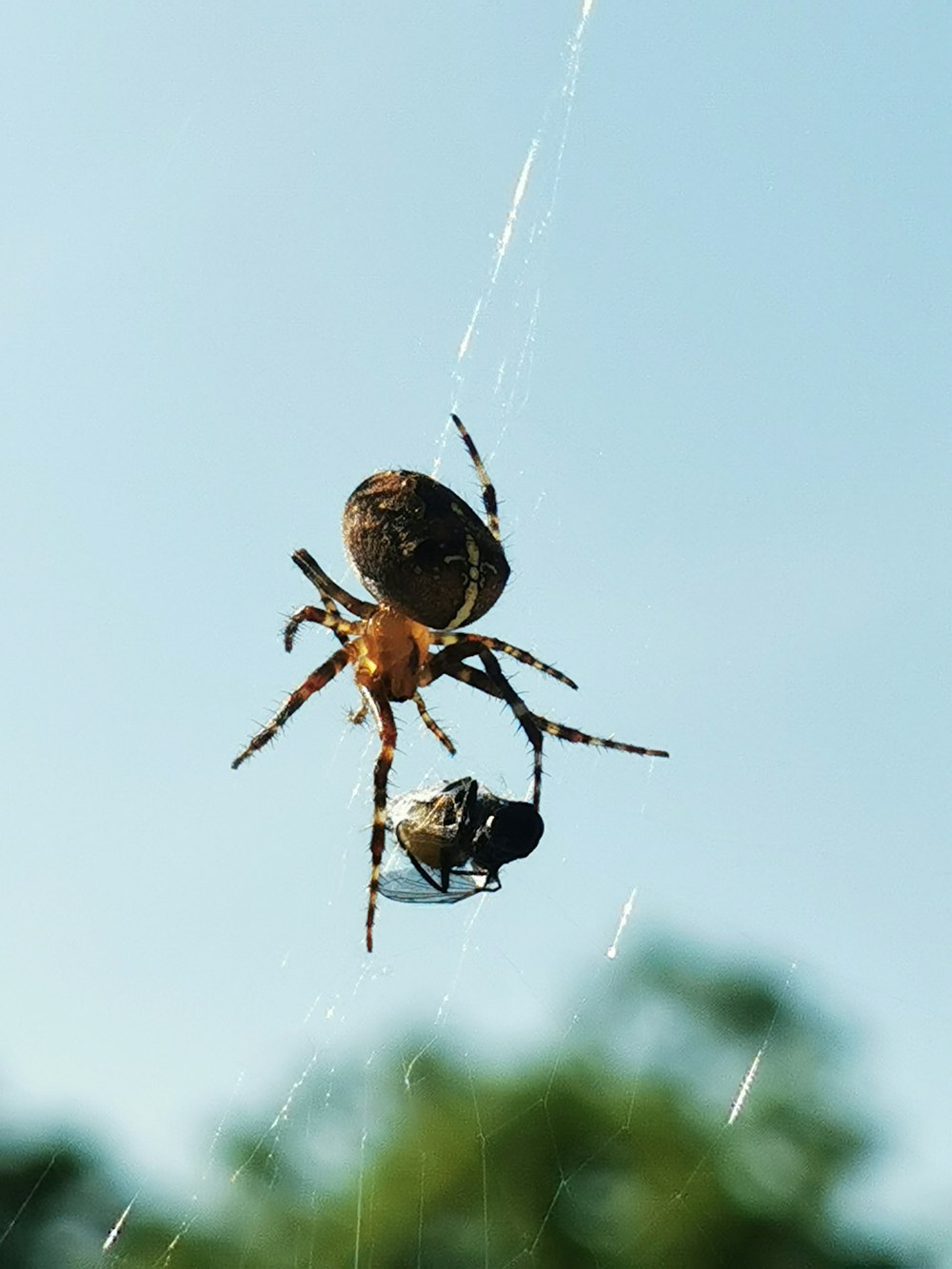 brown spider on web in close up photography