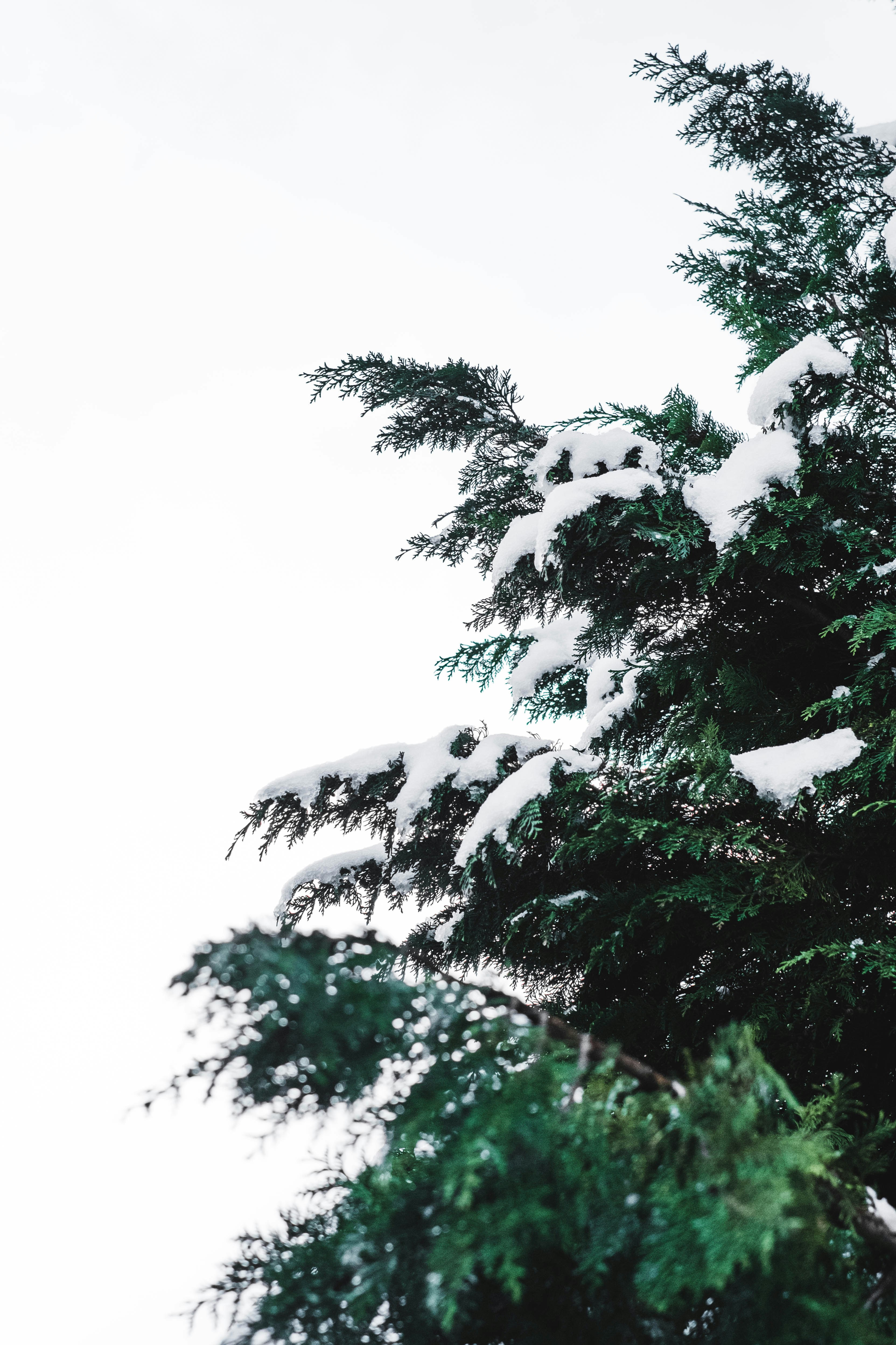 green trees covered with snow