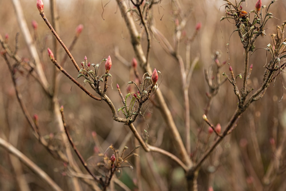 red flower buds in tilt shift lens