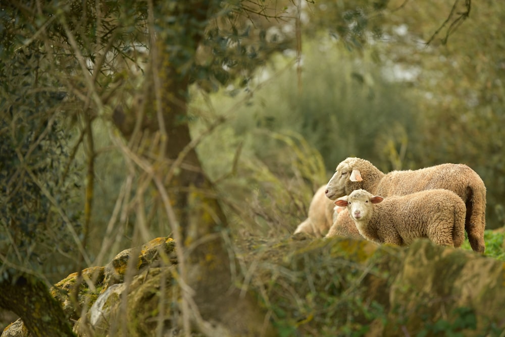 brown sheep on brown tree branch during daytime