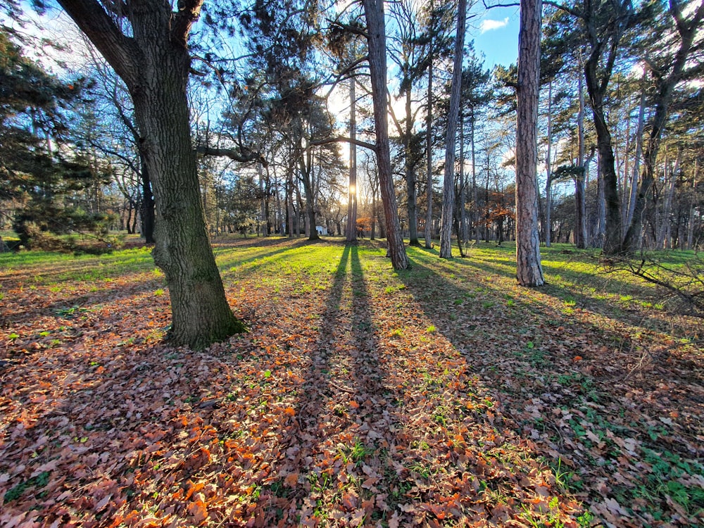 brown dried leaves on ground under blue sky during daytime