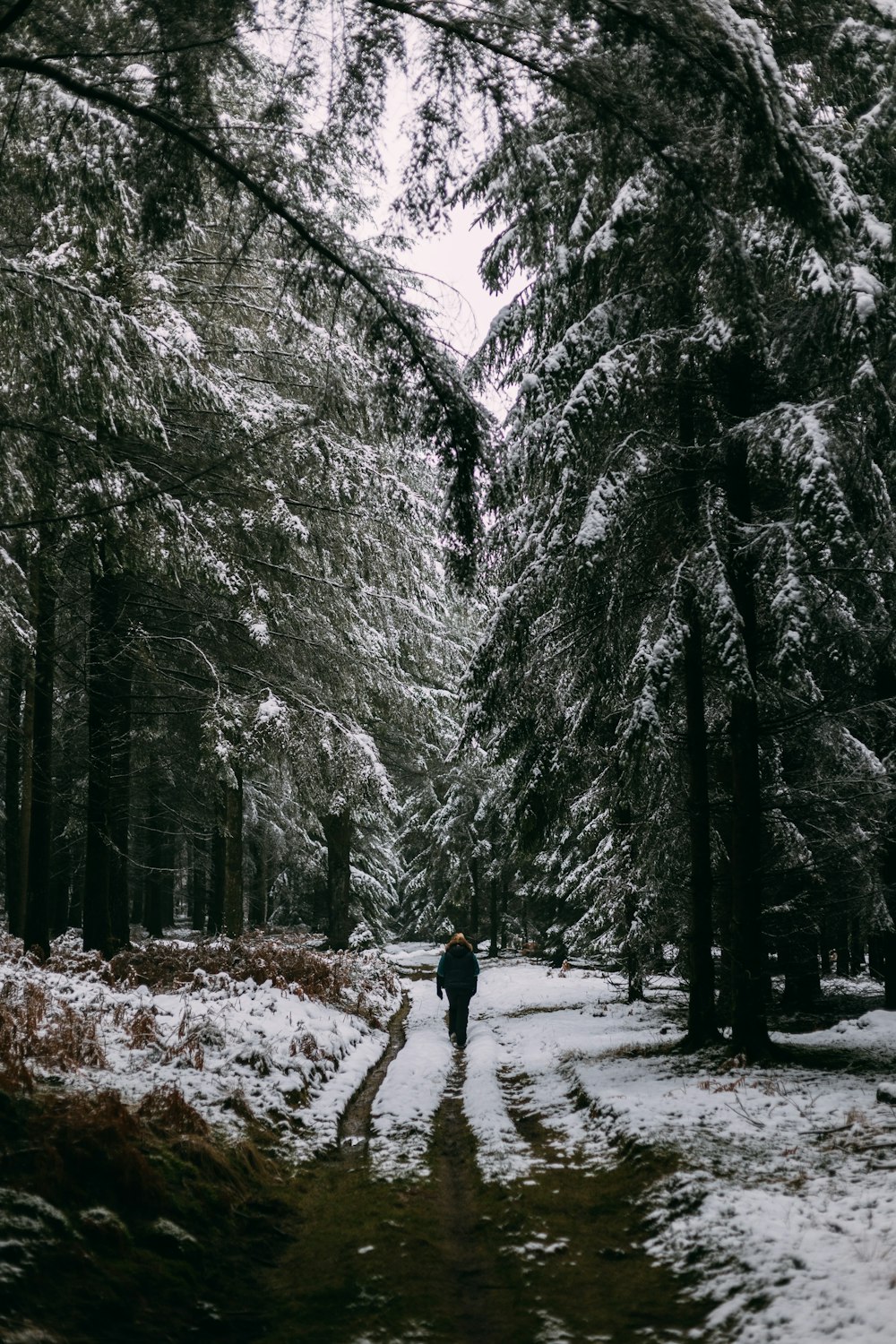 Person in schwarzer Jacke und schwarzer Hose, die tagsüber auf einem schneebedeckten Weg zwischen Bäumen geht