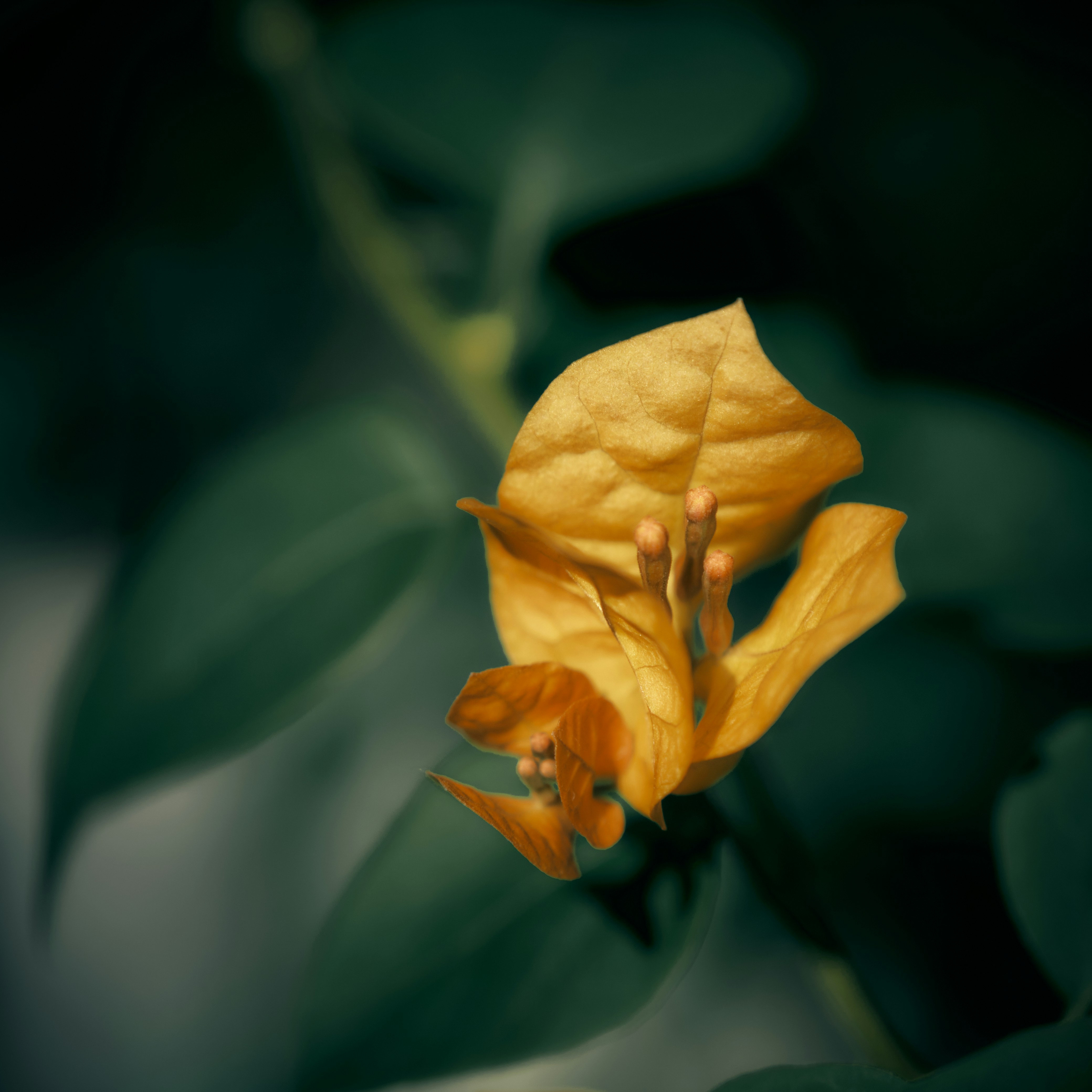 Photo by amilaalwis77