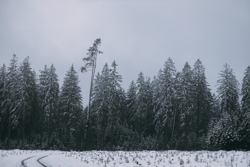 green pine trees covered with snow