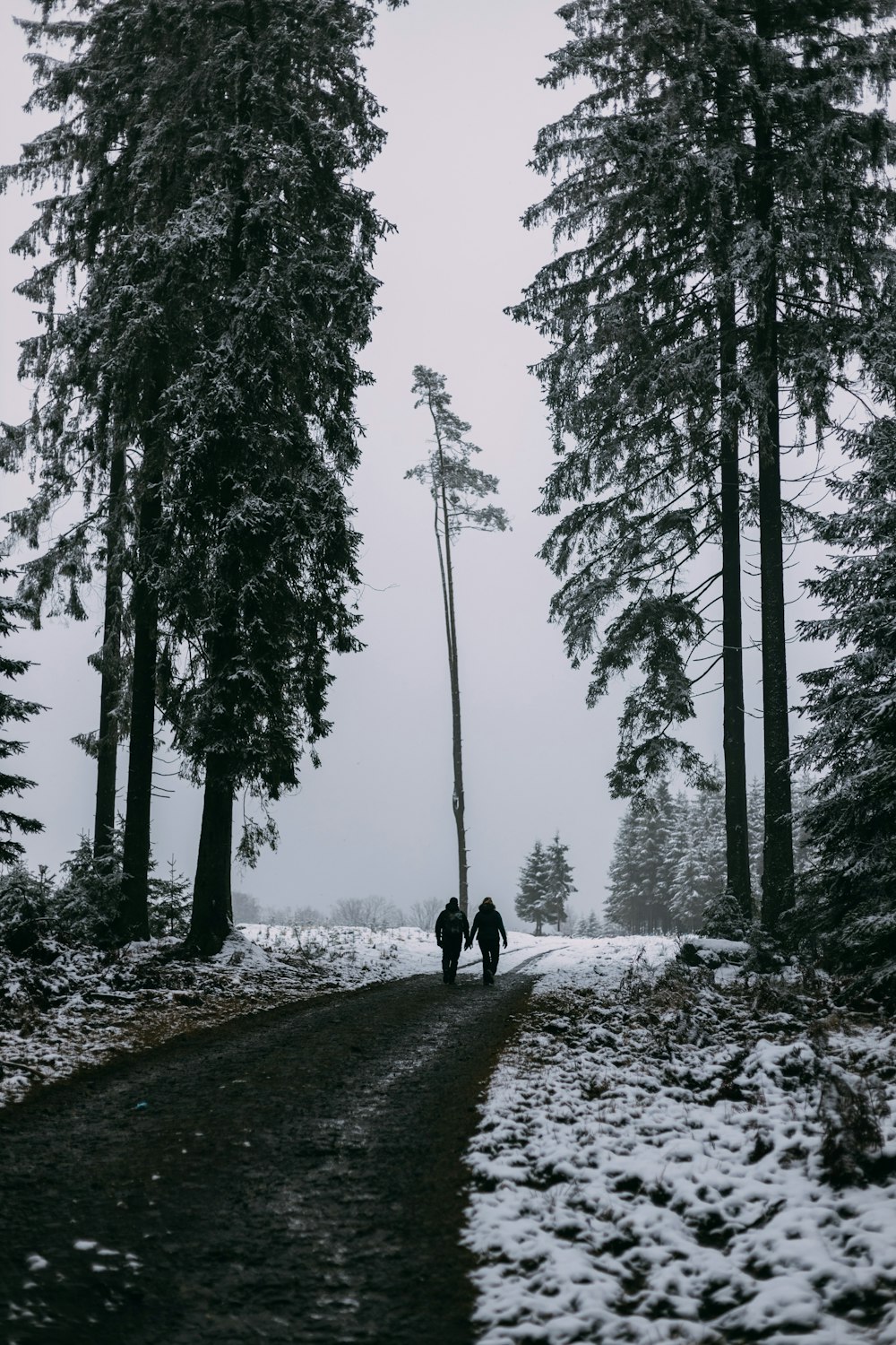 person walking on pathway between trees during daytime