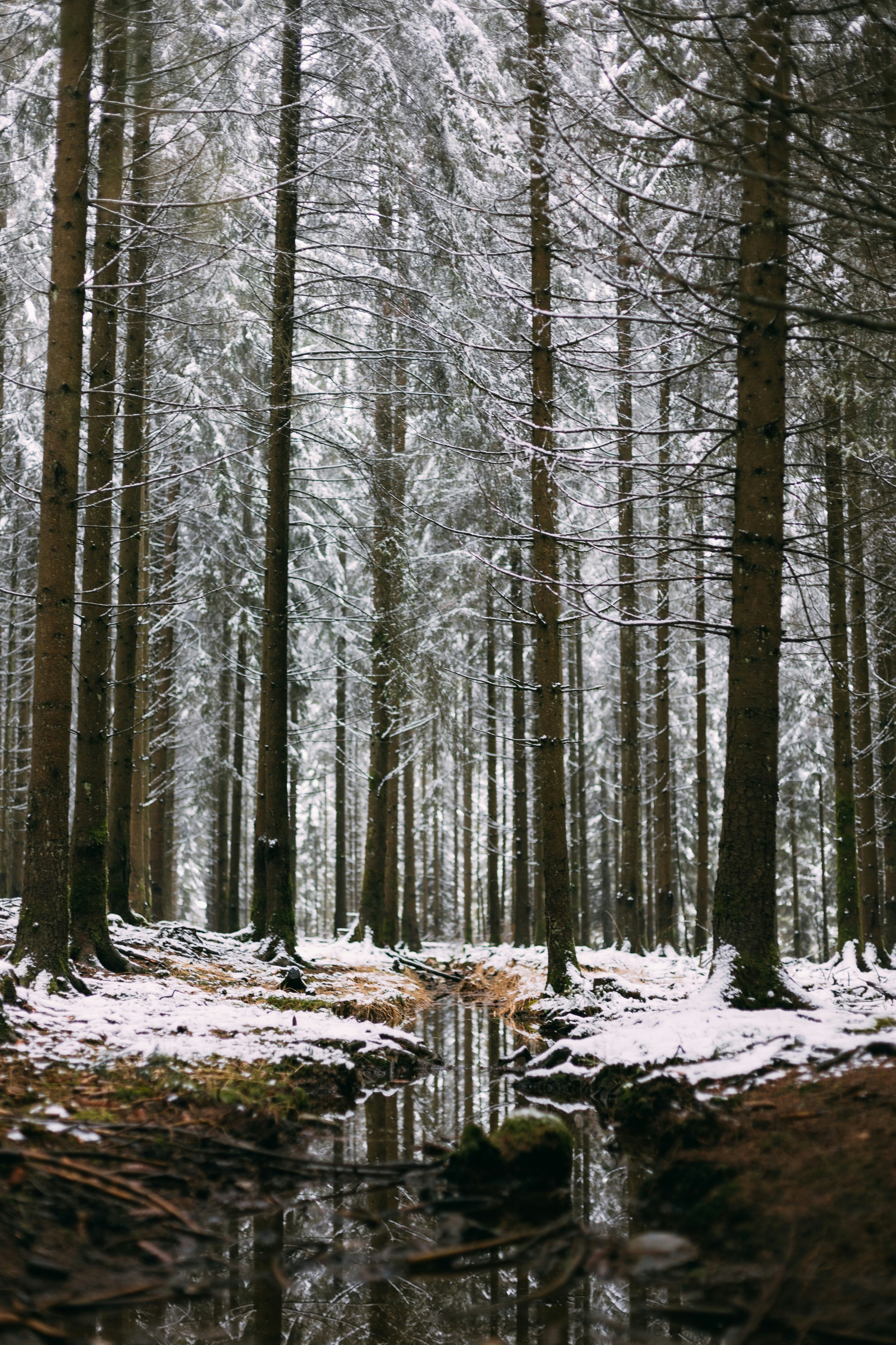 Photo by jonasdenil