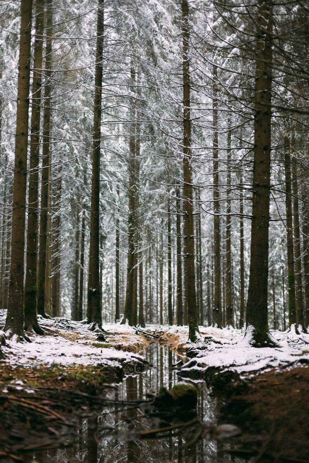 brown trees on snow covered ground during daytime