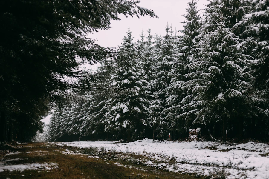 Sapins enneigés dans une forêt en hiver