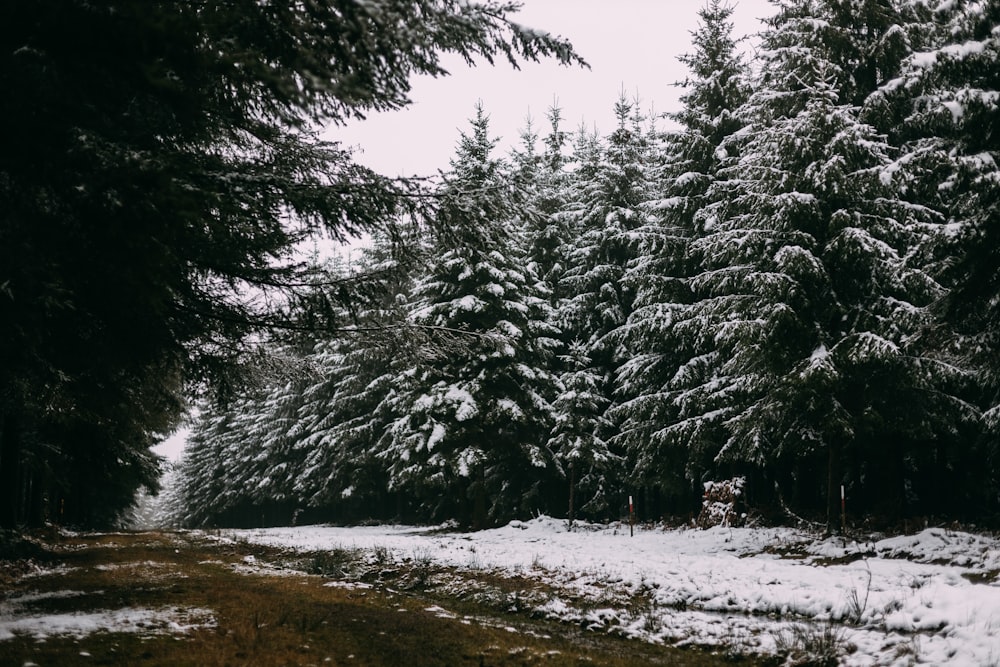 green pine trees covered with snow