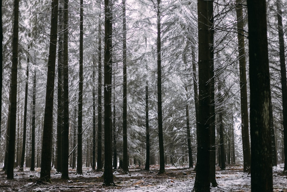 bare trees in forest during daytime