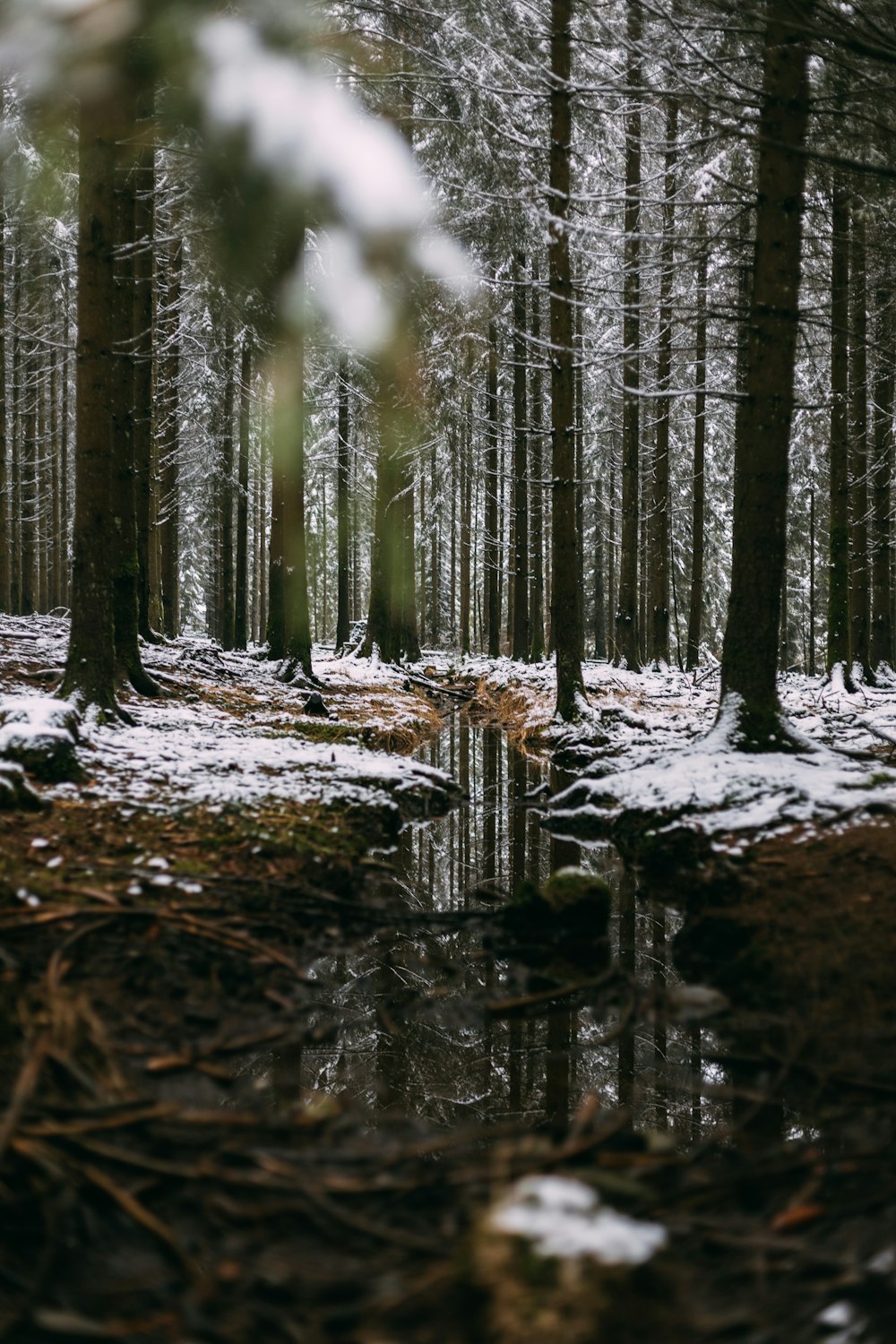 white snow on brown tree trunk