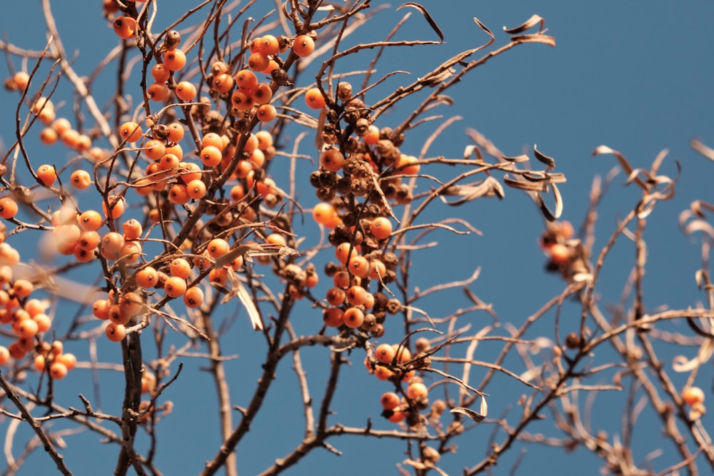 brown round fruits on brown tree branch during daytime