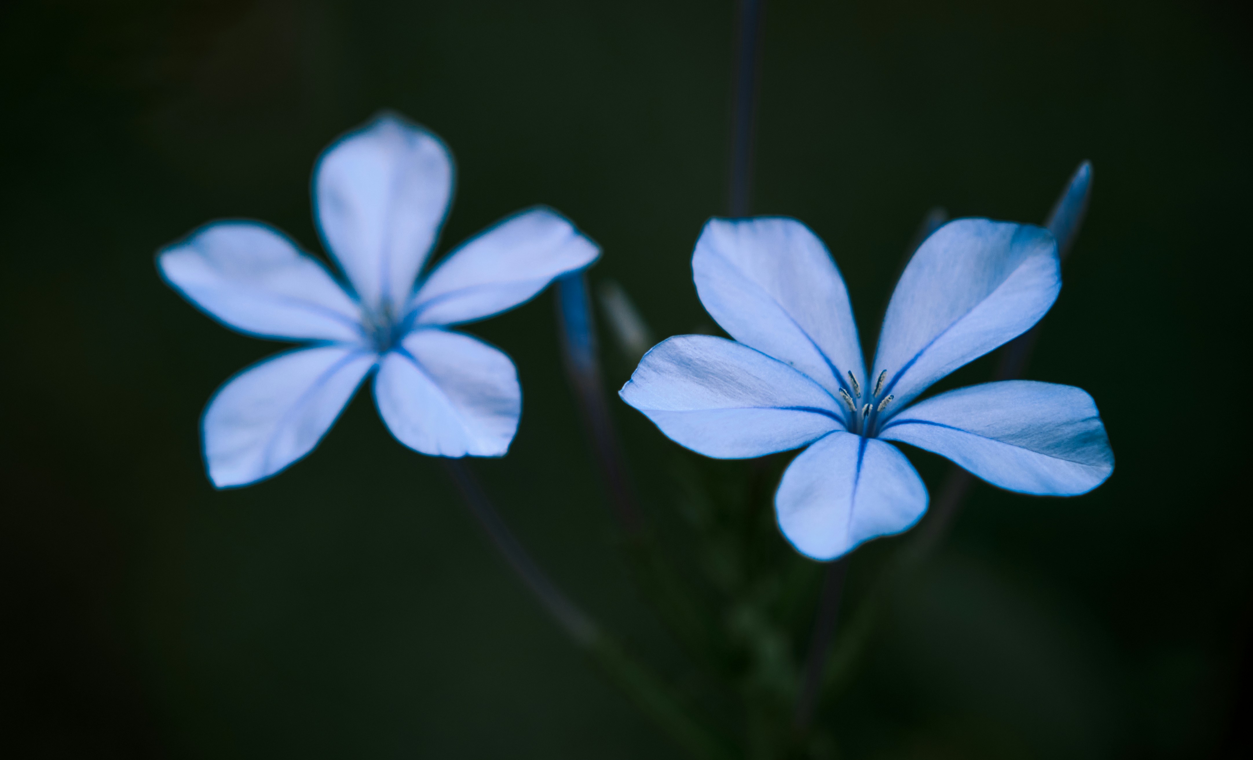 Photo by amilaalwis77