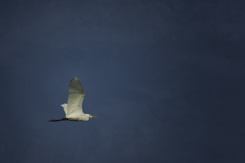 white bird flying under blue sky during daytime