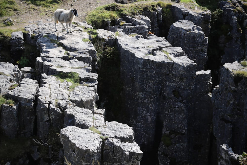 Animale bianco e grigio sulla montagna rocciosa grigia durante il giorno