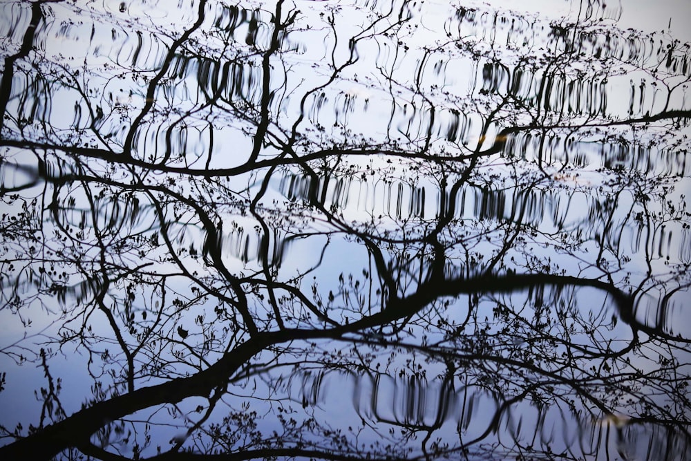 Blattloser Baum mit Wassertröpfchen