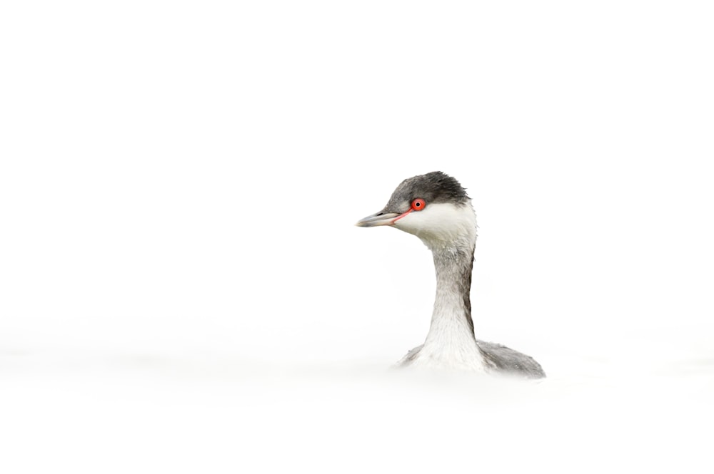 white swan on white background