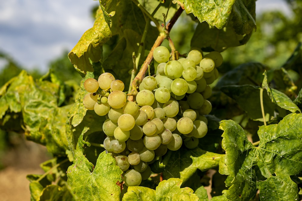 Uvas verdes en lente de desplazamiento de inclinación