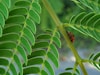 black and brown bug on green leaf