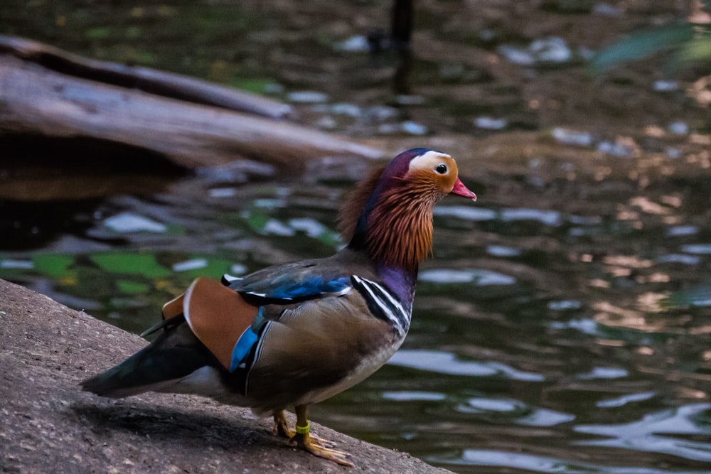 brown and blue duck on water