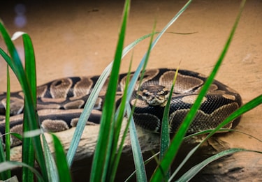 brown and black ball python snake on brown sand