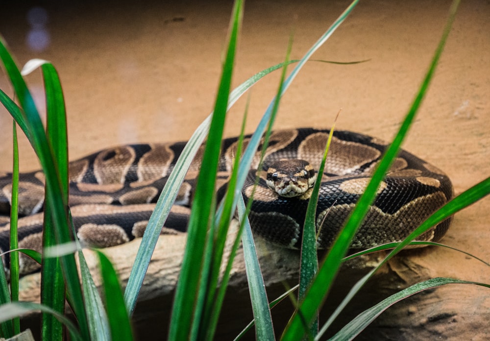 brown and black snake on brown sand