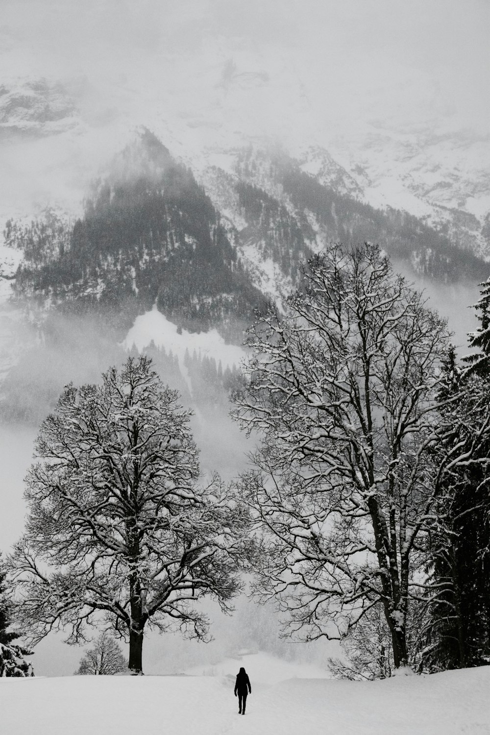 bare trees near snow covered mountain during daytime