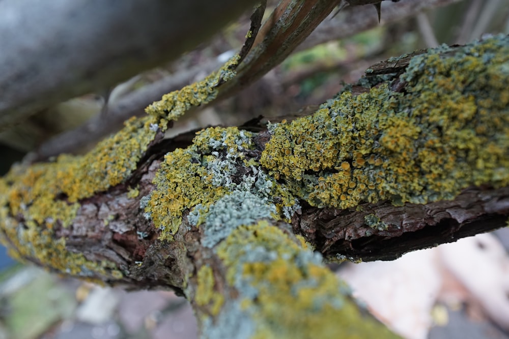 green moss on brown tree trunk