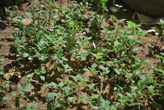 Close-up of healthy soil with diverse plants growing, illustrating balanced nutrient use and soil health.