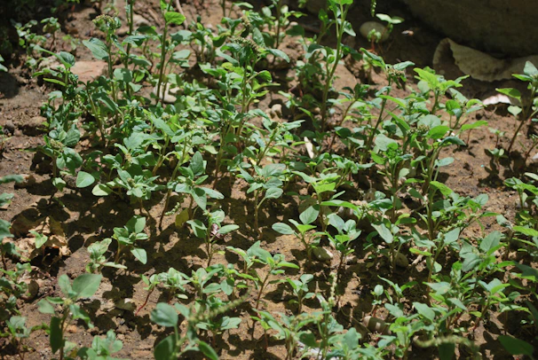 Close-up of healthy soil with diverse plants growing, illustrating balanced nutrient use and soil health.