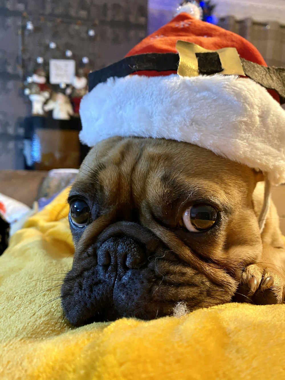 fawn pug wearing white and red santa hat
