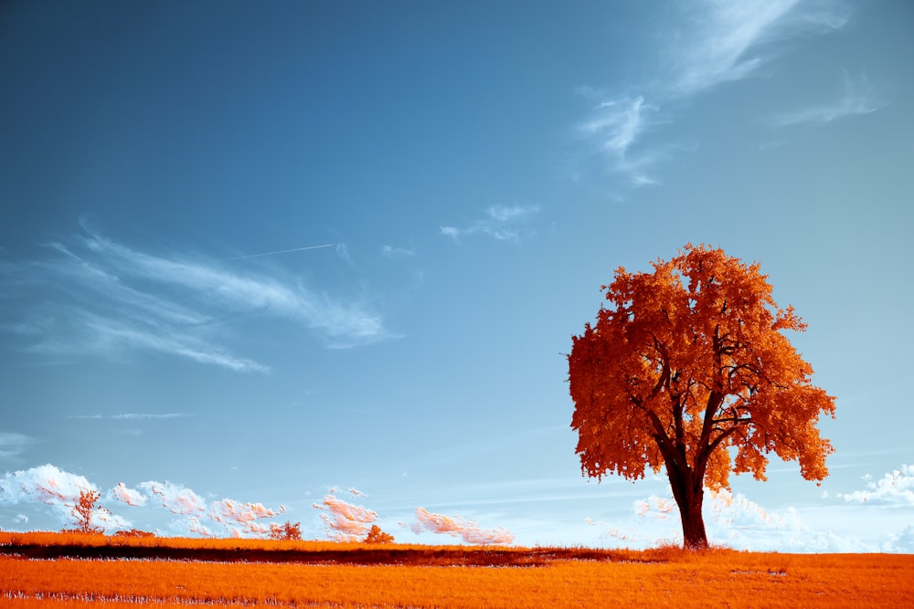 leafless tree on brown field under blue sky during daytime