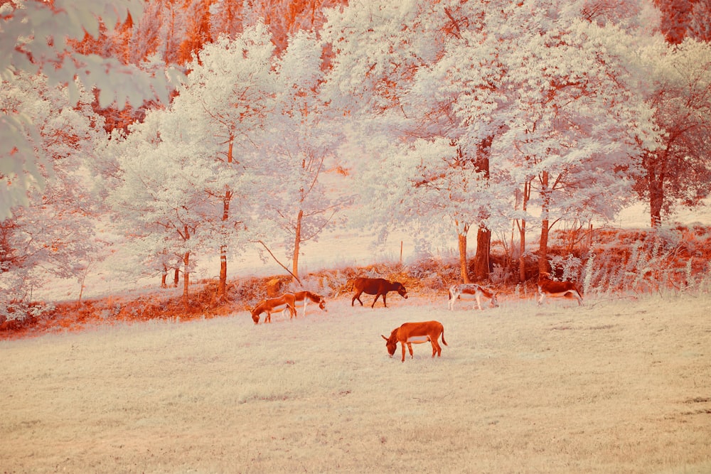 brown deer on brown field during daytime