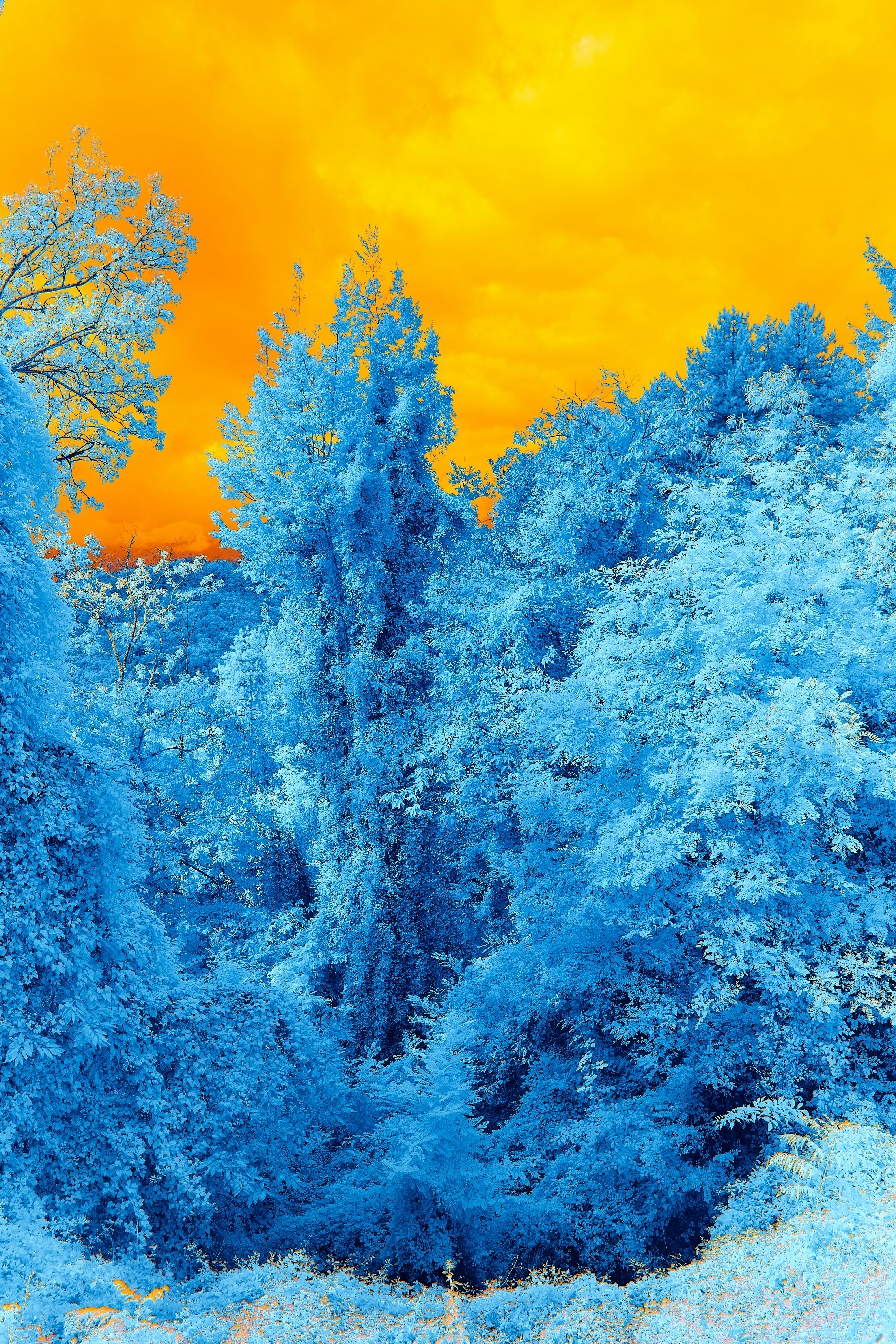 Photo by wolfgang_hasselmann