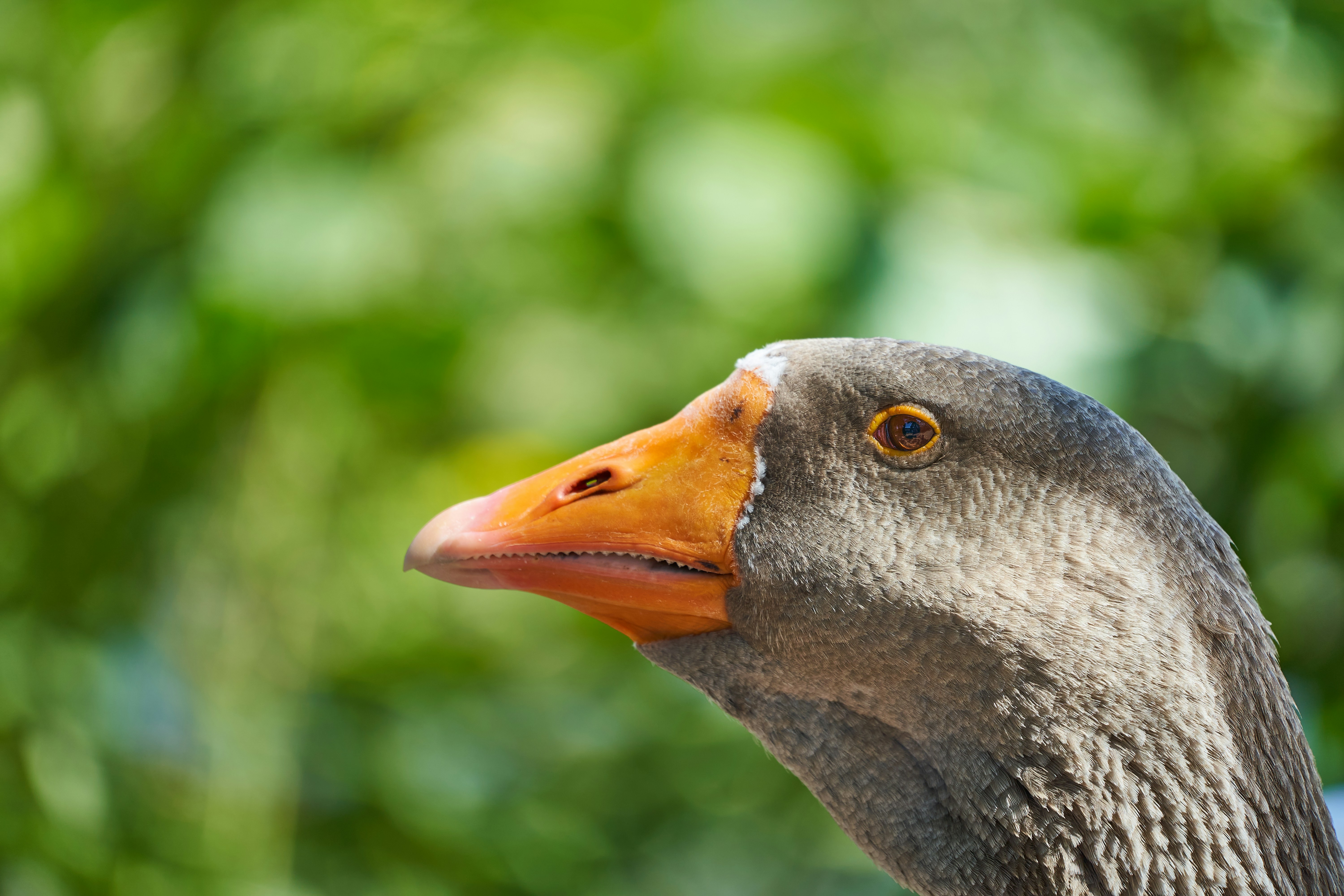 goose image