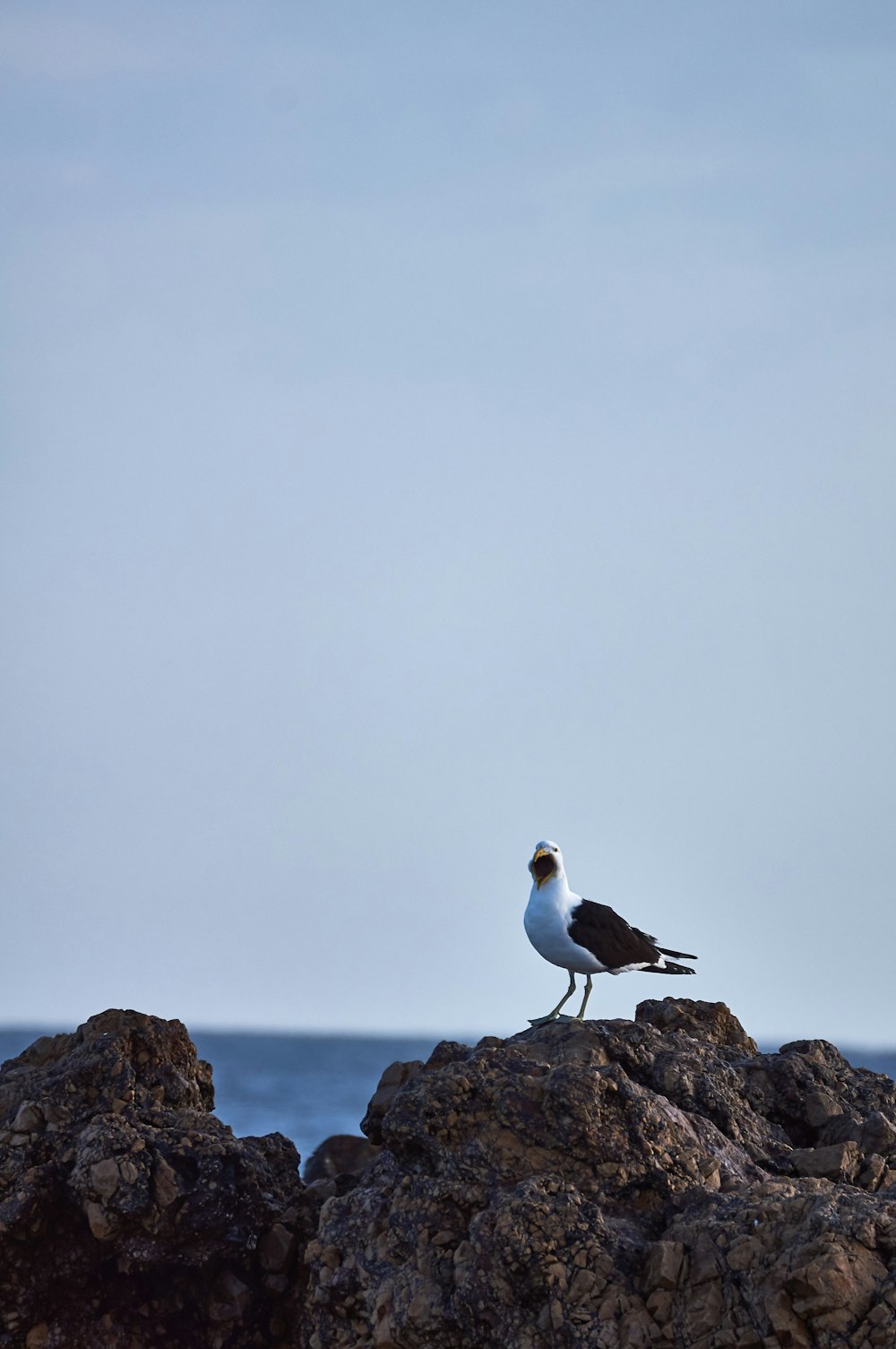 white and black bird on brown rock