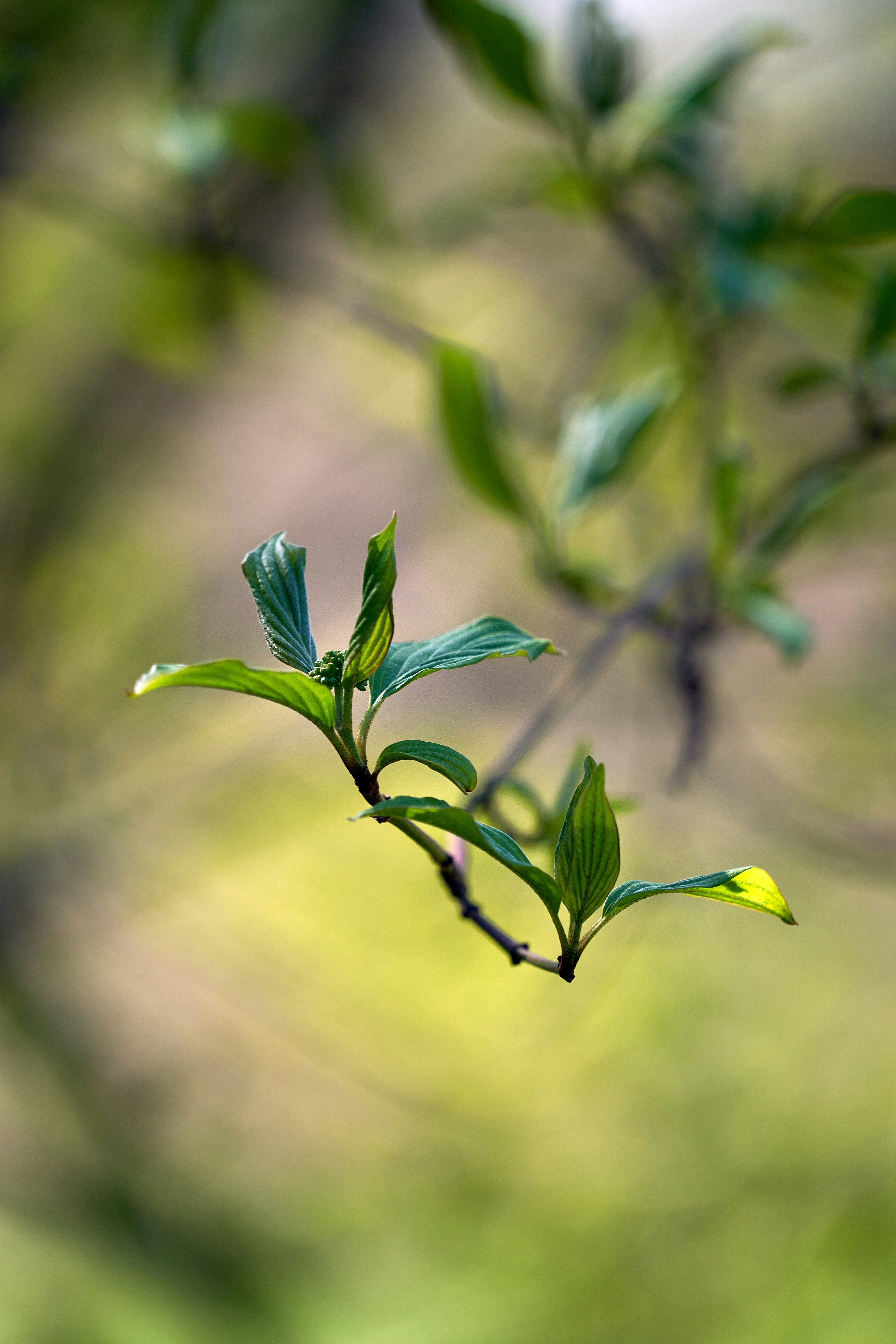 Photo by wolfgang_hasselmann