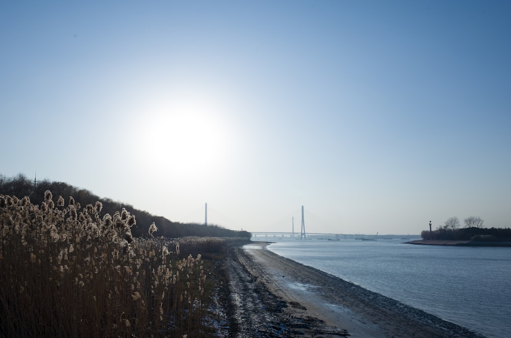 people walking on beach shore during daytime