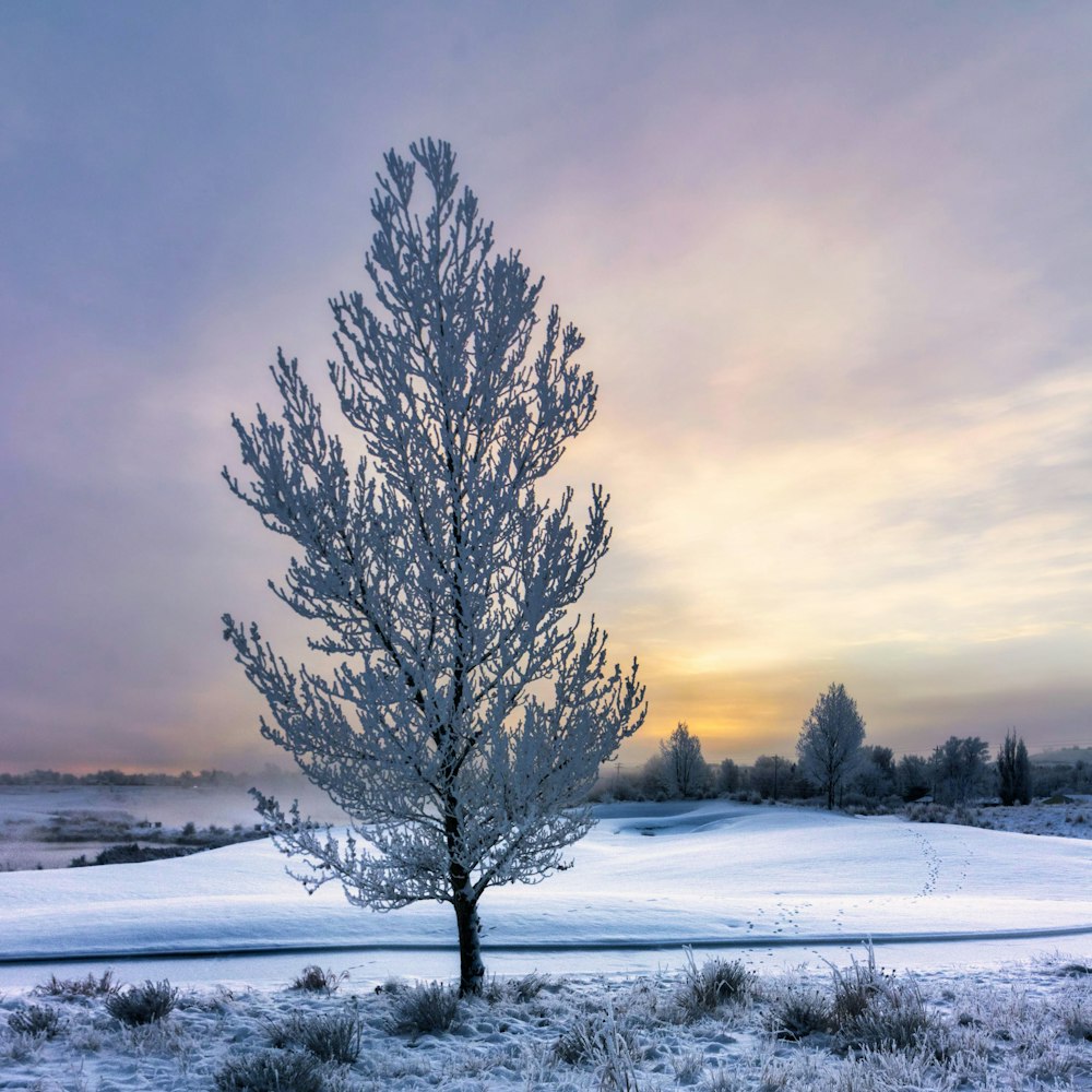 leafless tree on snow covered ground during daytime