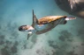 brown and white turtle under water