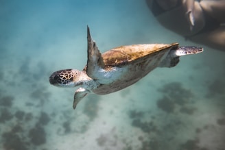A sea turtle is swimming underwater in clear blue-green water. The turtle appears graceful, gliding through its natural habitat, with patches of sunlight filtering through the water. Its shell has a brown and cream pattern, and its flippers are extended as it moves forward.