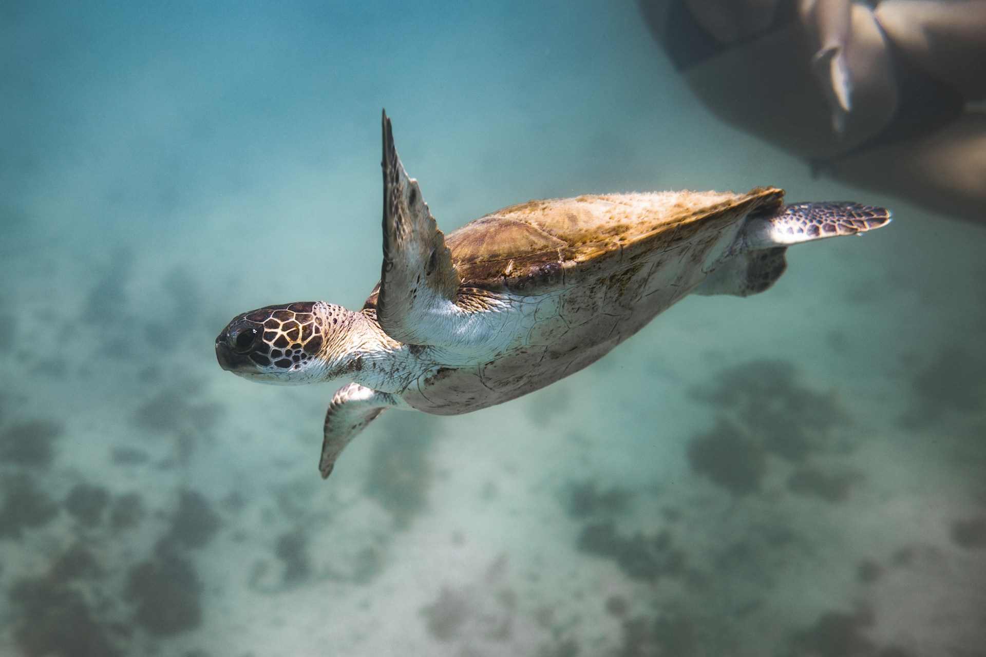 brown and white turtle under water