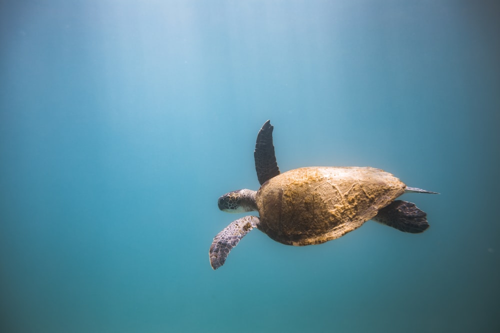 brown and black turtle in water