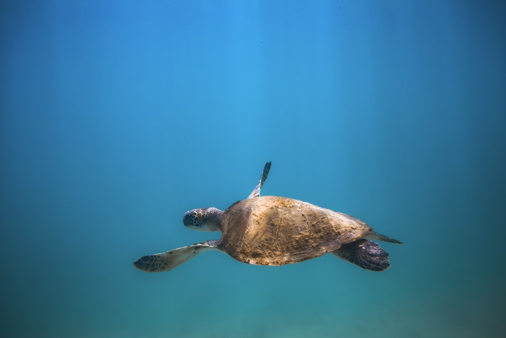 brown and black turtle in water