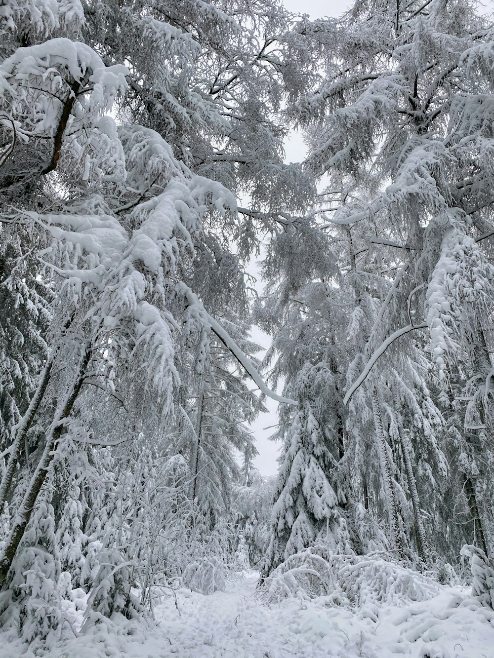 snow covered trees during daytime