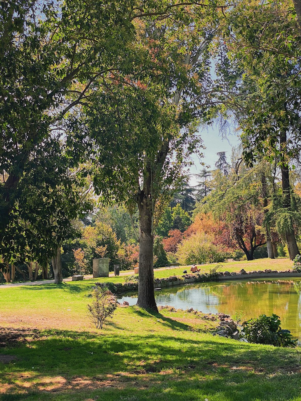 Champ d’herbe verte près du lac pendant la journée