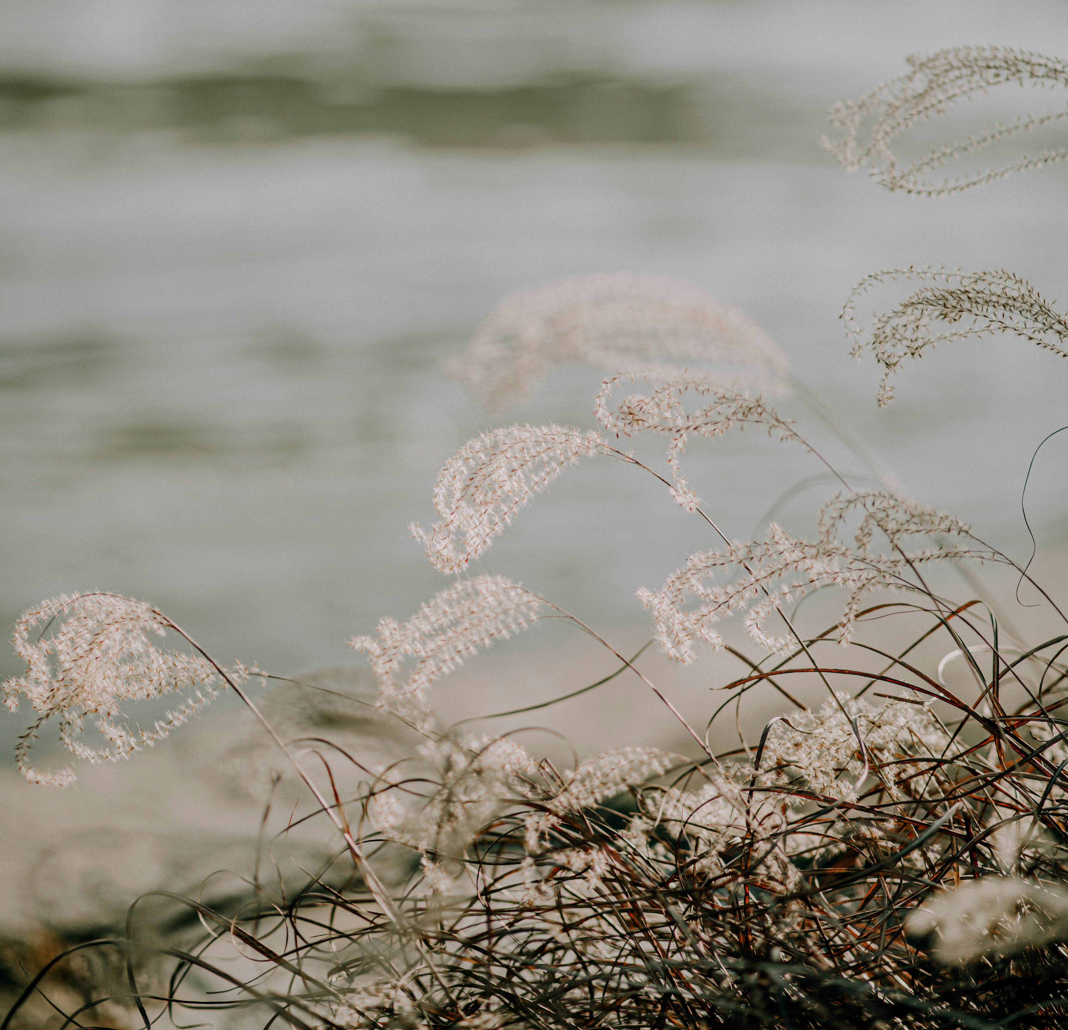 Fiori bianchi sul terreno marrone