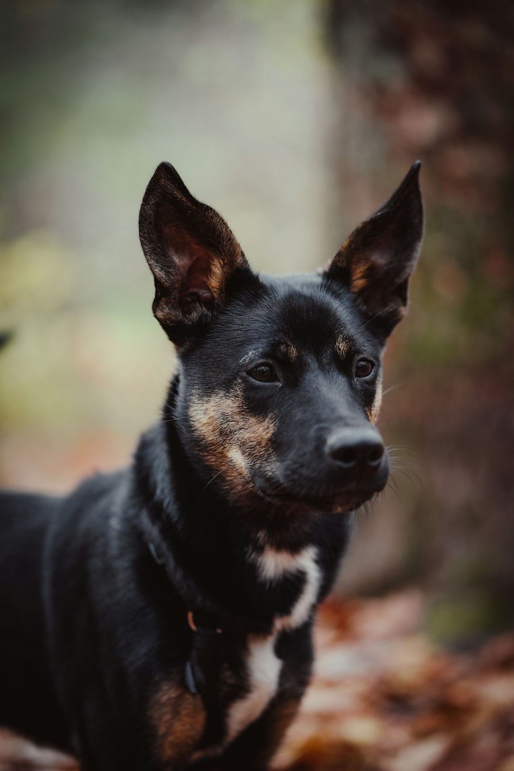 黒と白のショートコート犬