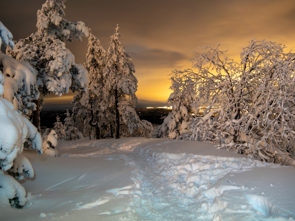 white snow covered tree during sunset